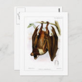 Carte Postale Renard volant (Devant / Derrière)