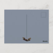 Carte Postale Renard volant Livingstone (Dos)