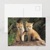 Carte Postale Renardeau devant terrier Vulpes vulpes) (Devant / Derrière)