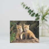 Carte Postale Renardeau devant terrier Vulpes vulpes) (Debout devant)