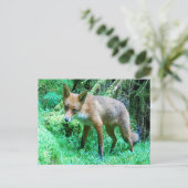 Carte Postale Renardeau Rouge (Debout devant)