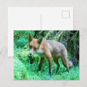 Carte Postale Renardeau Rouge (Devant / Derrière)