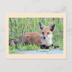Carte Postale Renardeau roux