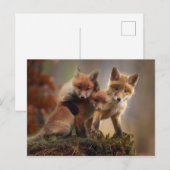 Carte Postale Renards (Devant / Derrière)