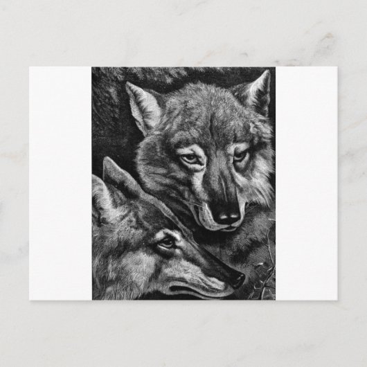 Carte Postale Renards / Loups / Coyotes ? (Devant)
