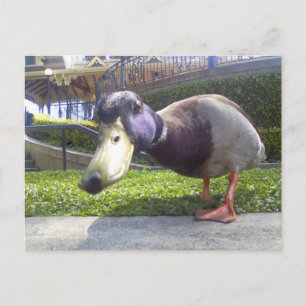 Carte Postale "Rencontre avec le canard"