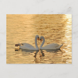 Carte Postale Rencontre de couple de cygne au coucher du soleil