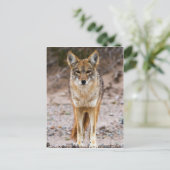 Carte Postale Rencontre de Coyote (Debout devant)