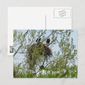 Carte Postale Rencontrez La Famille Des Aigles (Devant / Derrière)