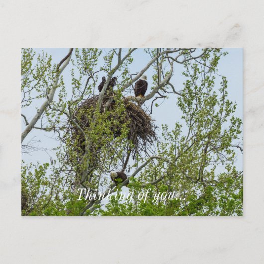 Carte Postale Rencontrez La Famille Des Aigles (Devant)
