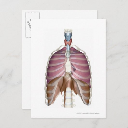 Carte Postale rendu 3d du système respiratoire (Devant / Derrière)