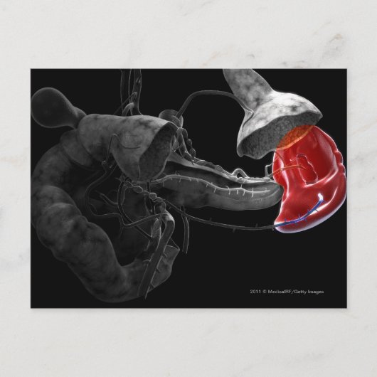 Carte Postale Rendu artistique 3d de la rate (Devant)