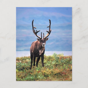 Carte Postale Renne des Caraïbes Parc national de Denali, Alas