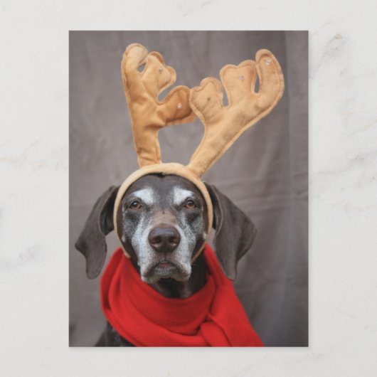 Carte Postale renne germanique (Devant)