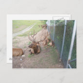 Carte Postale rennes de cerf en cage (Devant / Derrière)