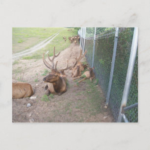 Carte Postale rennes de cerf en cage
