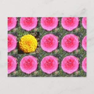 Carte Postale Renoncule rose et souci français jaune