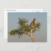 Carte Postale repérage de léopard (Devant / Derrière)