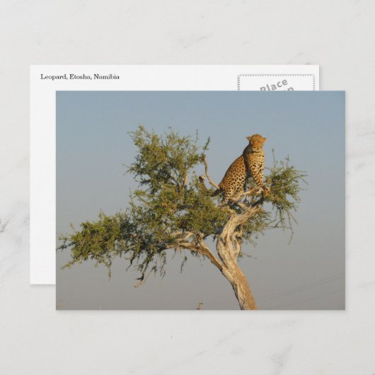 Carte Postale repérage de léopard (Devant / Derrière)