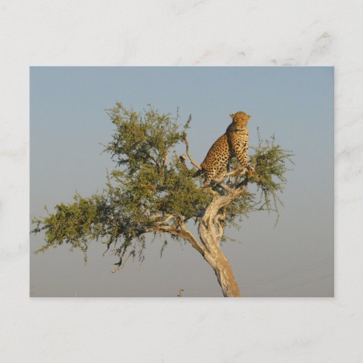 Carte Postale repérage de léopard (Devant)