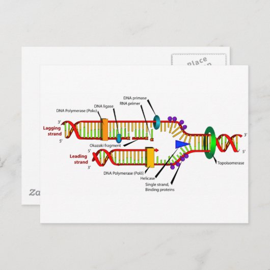 Carte Postale réplication de l'ADN (Devant / Derrière)