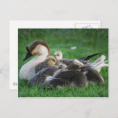 Carte Postale Repose (Devant / Derrière)