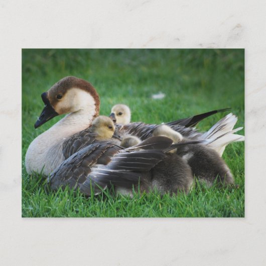 Carte Postale Repose (Devant)