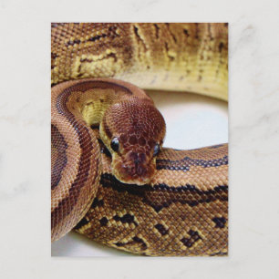 Carte Postale Repose Brown de Python Ball