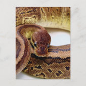 Carte Postale Repose Brown de Python Ball (Devant)