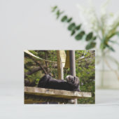 Carte Postale Repose de chimpanzé (Debout devant)