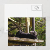 Carte Postale Repose de chimpanzé (Devant / Derrière)