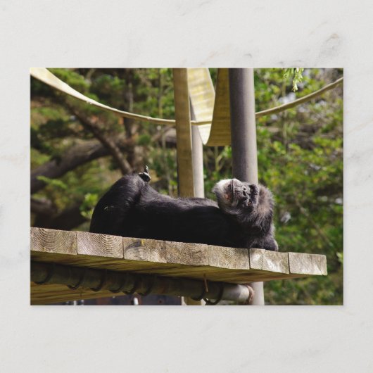 Carte Postale Repose de chimpanzé (Devant)