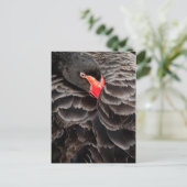 Carte Postale Repose de cygne noir (Debout devant)