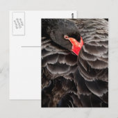 Carte Postale Repose de cygne noir (Devant / Derrière)