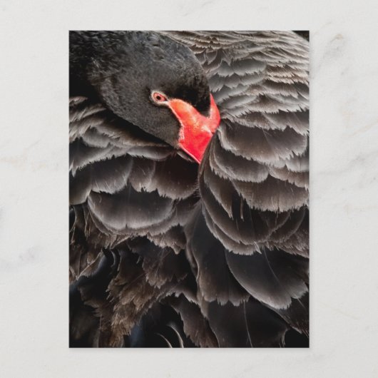 Carte Postale Repose de cygne noir (Devant)