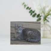 Carte Postale Repose de la chatte gris (Debout devant)