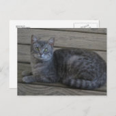 Carte Postale Repose de la chatte gris (Devant / Derrière)