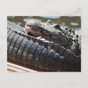 Carte Postale Repose de l'alligator