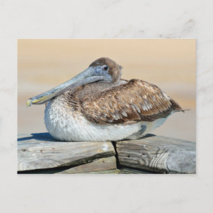 Carte Postale Repose de pélican Brown