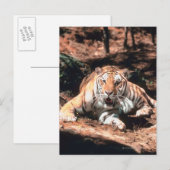 Carte Postale Repose de tigre (Devant / Derrière)