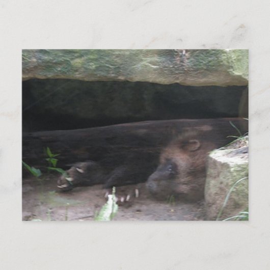 Carte Postale Repose De Wolverine Double Exposée, Montre Des Lèv (Devant)