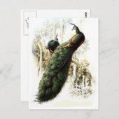 Carte Postale Repose des Peacocks (Devant / Derrière)