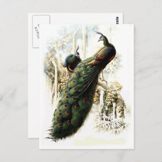 Carte Postale Repose des Peacocks (Devant / Derrière)