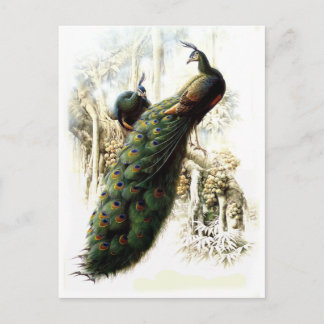 Carte Postale Repose des Peacocks