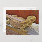 Carte Postale Repose du dragon barbu 2 (Devant / Derrière)