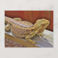 Repose du dragon barbu 2