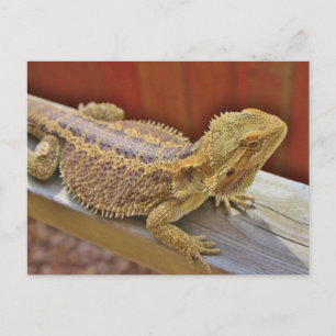 Carte Postale Repose du dragon barbu 2