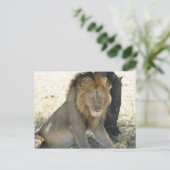 Carte Postale Repose du lion (Debout devant)