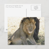 Carte Postale Repose du lion (Devant / Derrière)