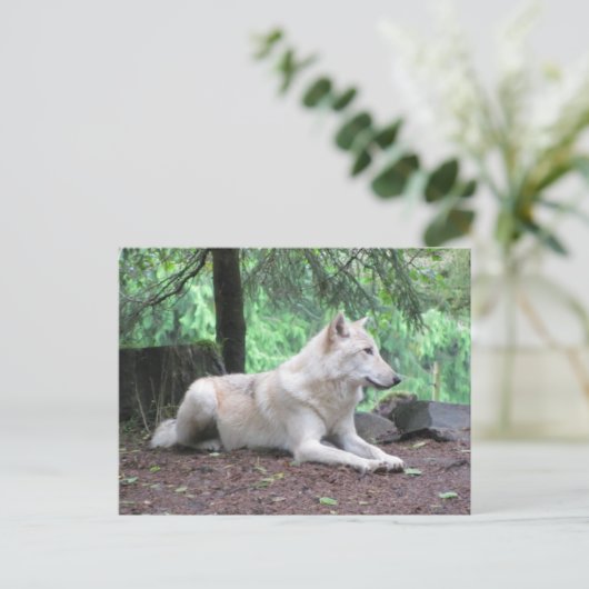 Carte Postale Repose du loup blanc (Debout devant)